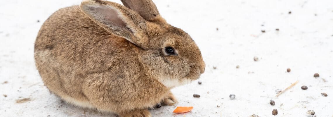 [paste advice page name here]